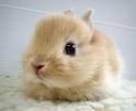 rabbit4